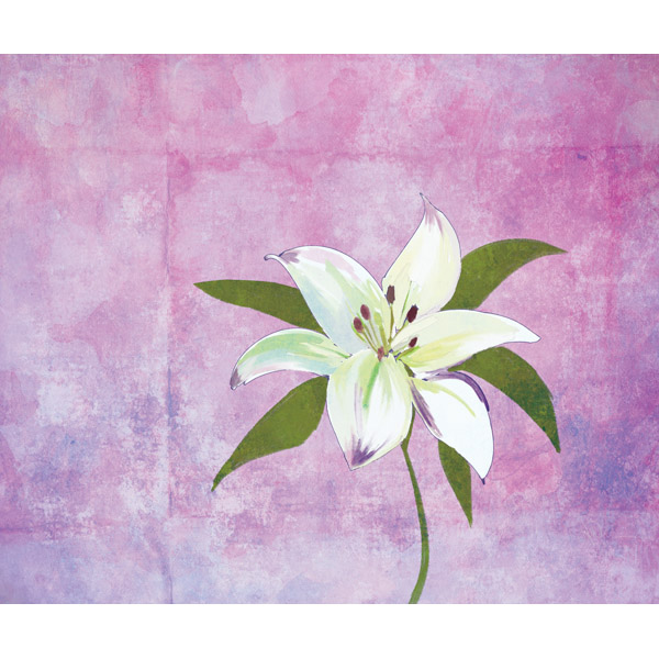 Lily on Lilac