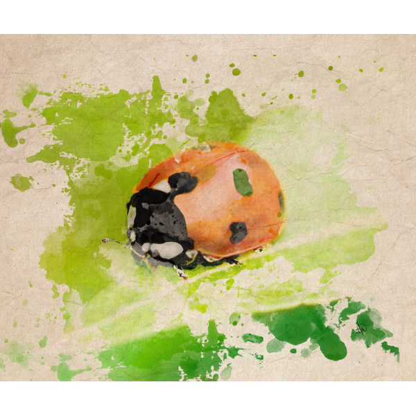 Ladybug in Green Alpha