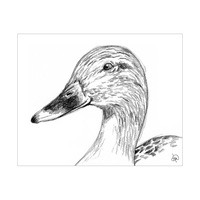 Duck Alpha