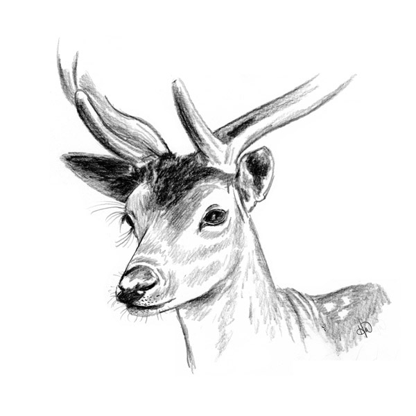 Deer Alpha