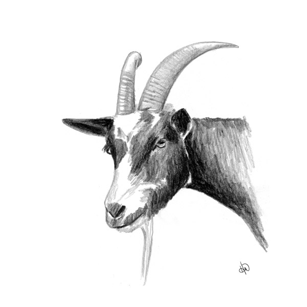 Goat Alpha