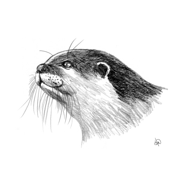 Otter Alpha