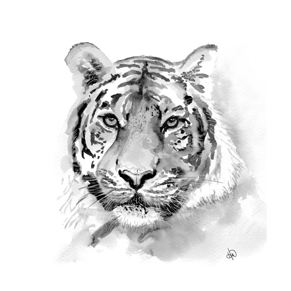 Tiger Alpha