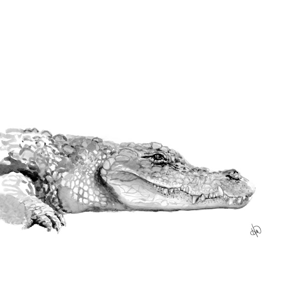 Alligator Alpha