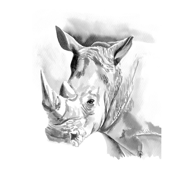 Rhinoceros Alpha