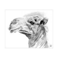 Camel Alpha