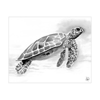 A Sea Turtle Alpha