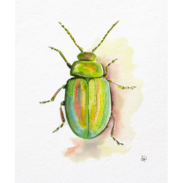 Metallic Green Beetle