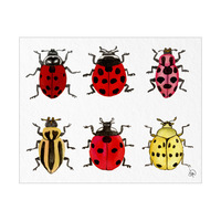 Ladybugs Collection