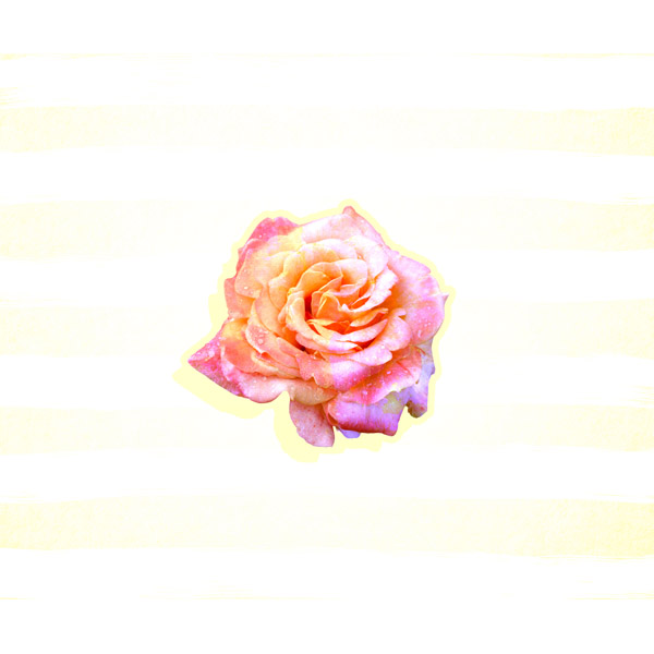Cream Stripes Rose