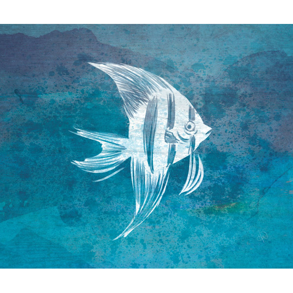 Cerulean Angelfish