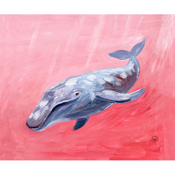 Humpback Whale Alpha
