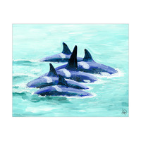 Pod Of Orcas Alpha