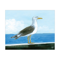 Herring Gull Alpha