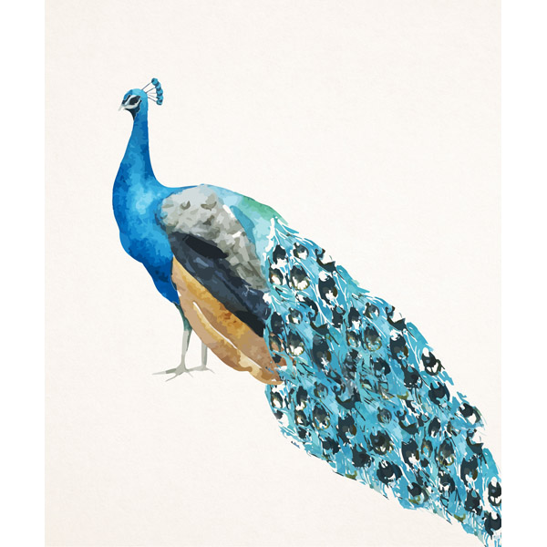 Peacock on Paper