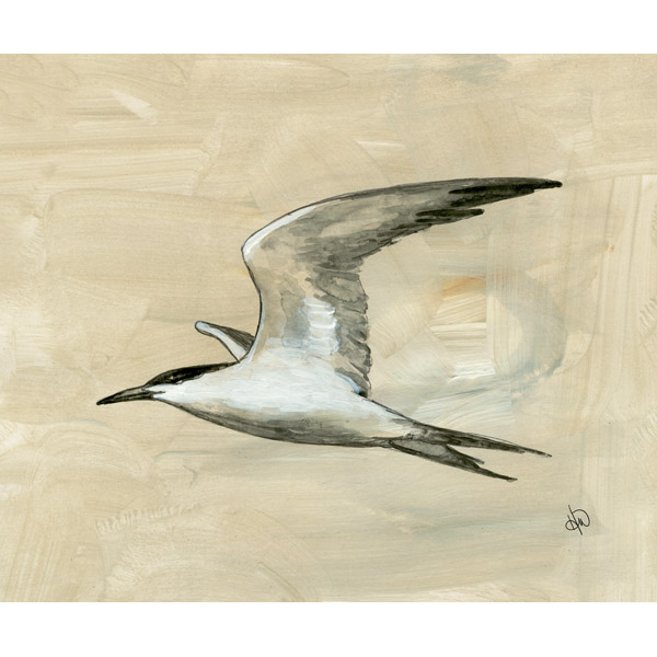 Common Tern Alpha