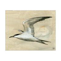 Common Tern Alpha