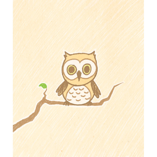 Little Owl on a Branch