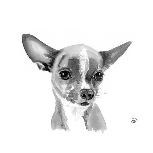 Chihuahua Alpha