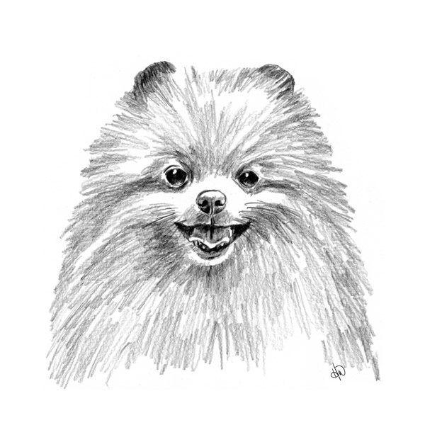 Pomeranian Alpha
