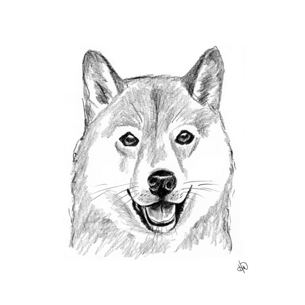 Shiba Inu Alpha | Wall Art | Creative Gallery