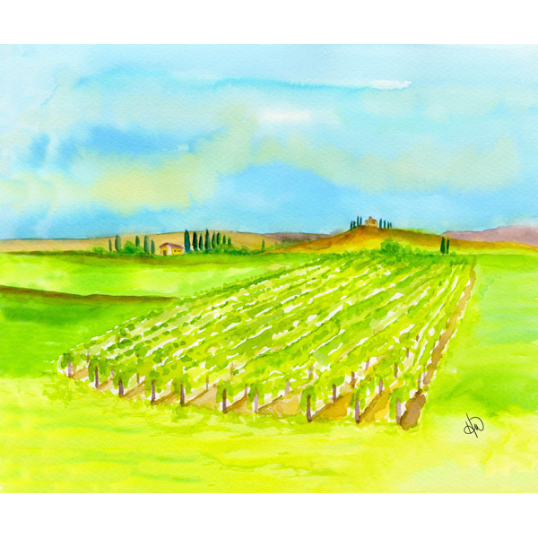 Vineyard In Tuscany Alpha