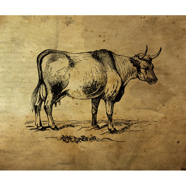 Bull Ink Drawing - Paper