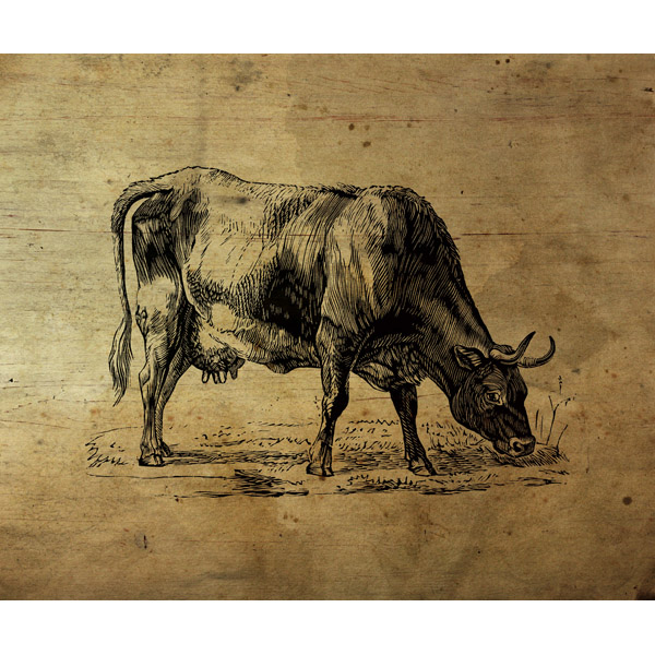 Bull Ink Drawing Eating - Wood