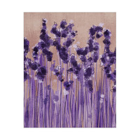 Lavender Blossoms