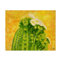 White Cactus Flowers Alpha
