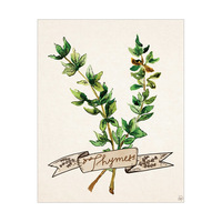 Watercolor Thyme on Biege