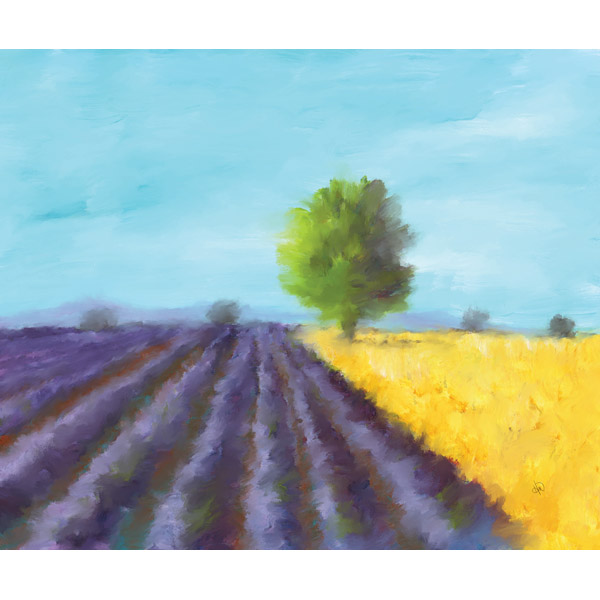 Lavender Fields