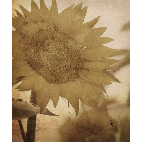Sunflower Alpha