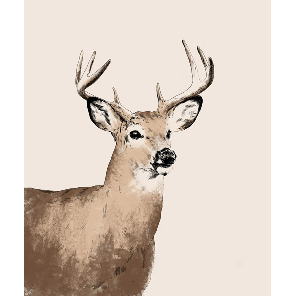 Buck Illustration