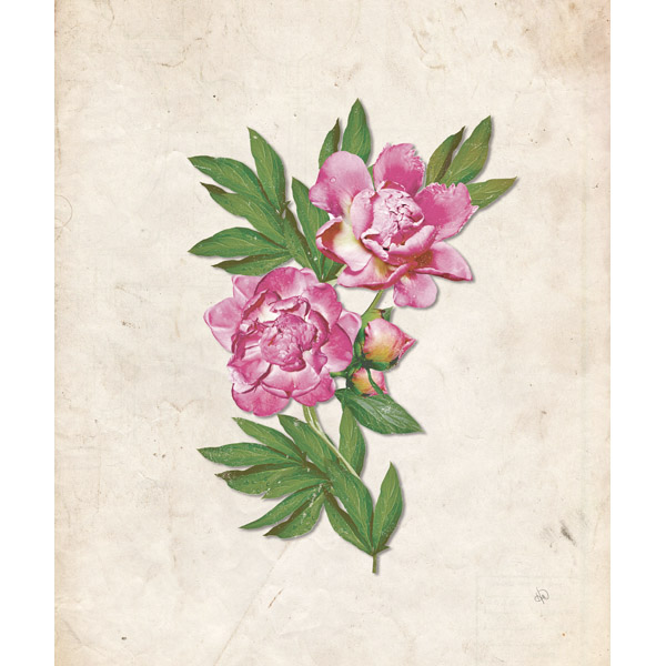 Pink Carnation - paper 