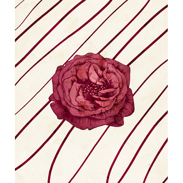 Pink Damask Rose and Stripes