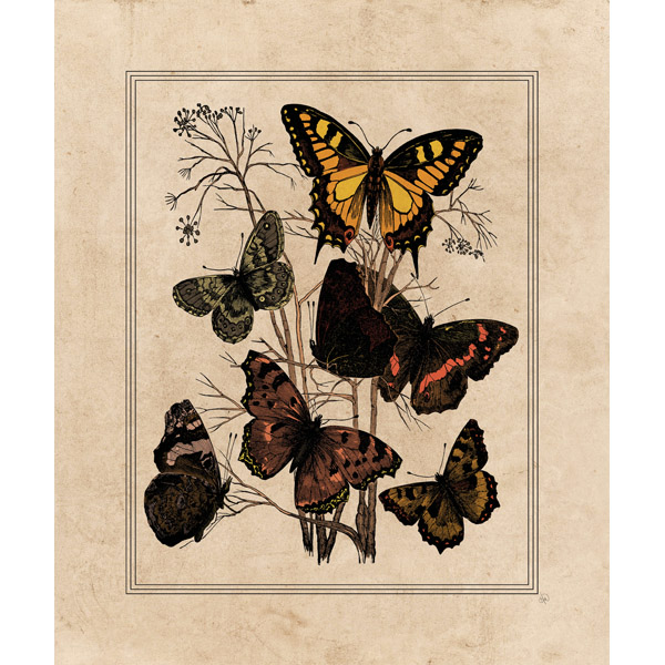 7 Butterfly Drawing - Orange Paper