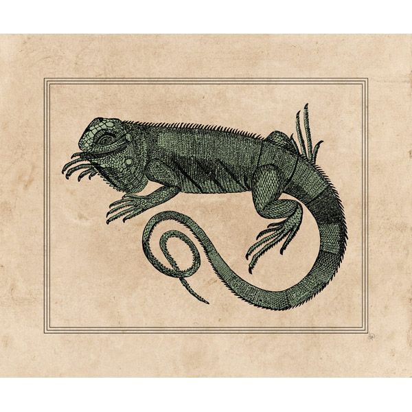 Iguana Illustration on Tan
