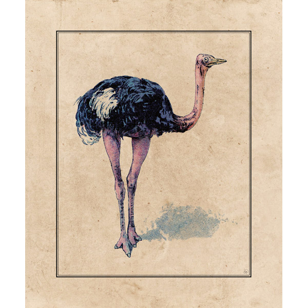 Ostrich Illustration