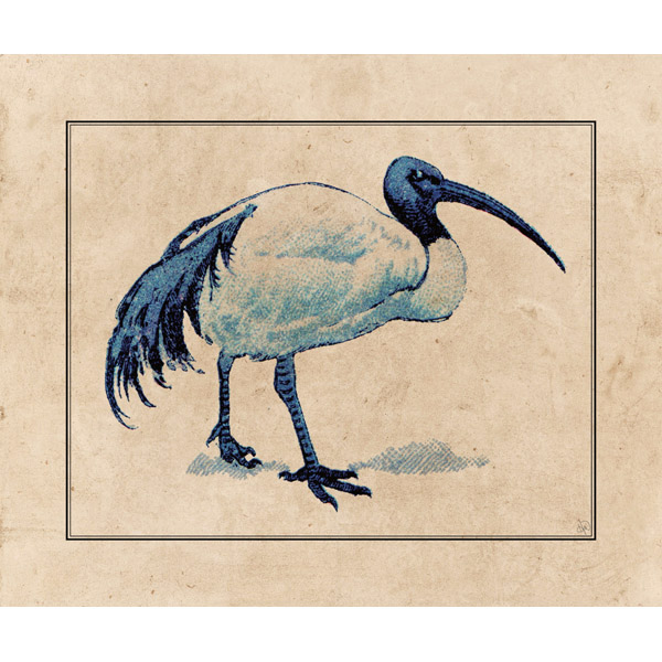 Wood Stork Drawing