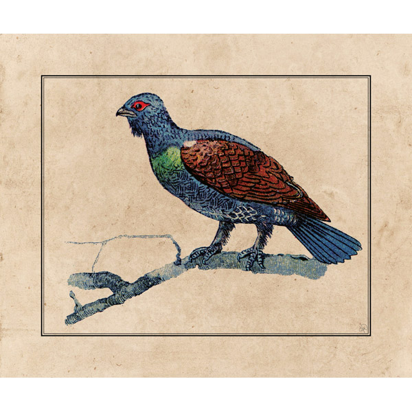 Pheasant Illustration