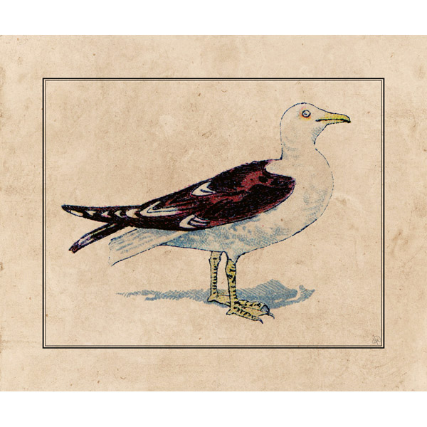 Glaucous-Winged Gull Drawing