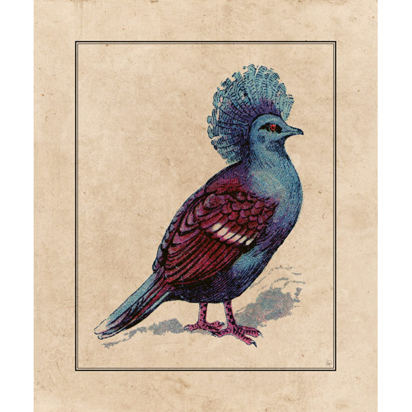 Victoria Crowned Pigeon Drawing
