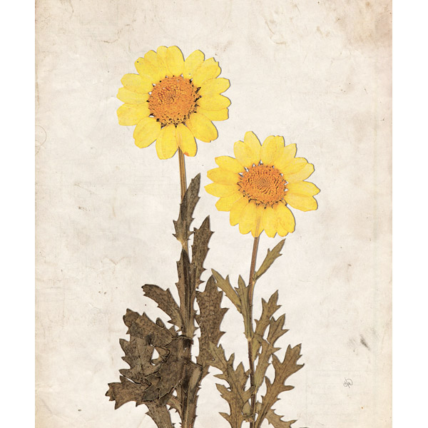 Dry Yellown Sunflowers - Tan